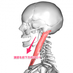胸鎖乳突筋作用
