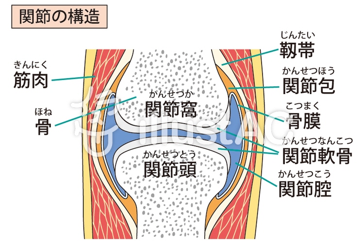 関節の構造